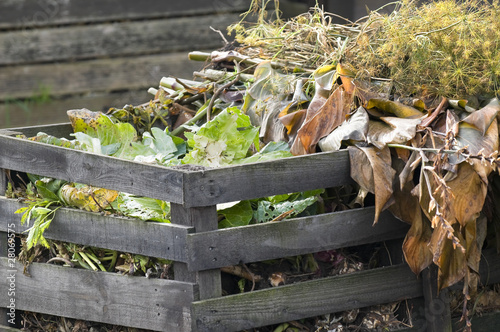 Cabbage leaves on a compost heap