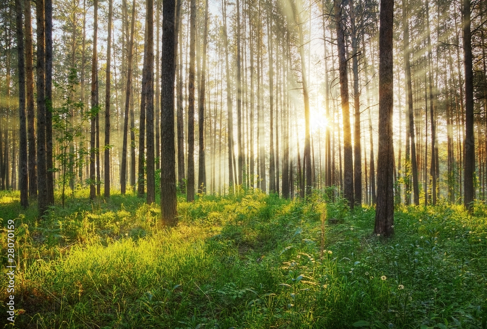 Obraz premium piękny zachód słońca