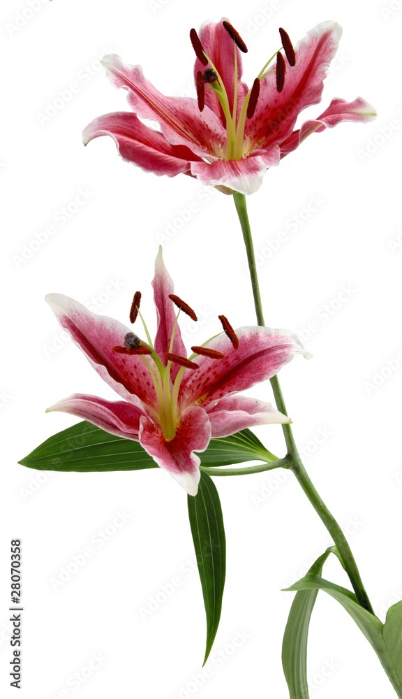 pink lily pink lily