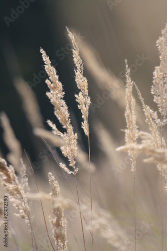 Grass © nelanet