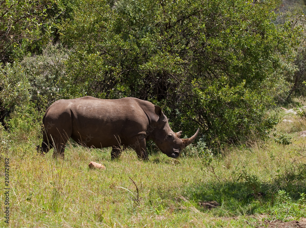 White Rhino 2 White Rhino 2