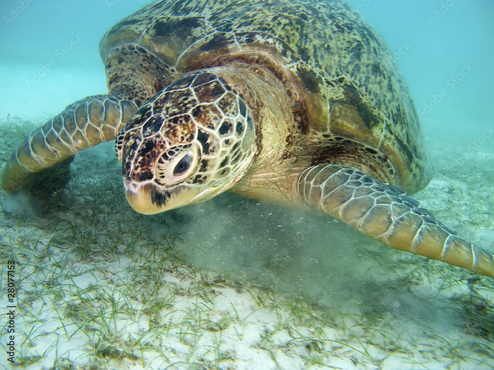 Obraz premium A turtle eating.