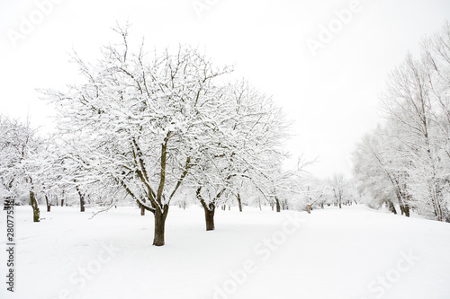 Trees in park covered by snow in winter day
