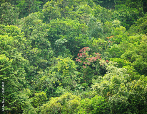 forest view from high