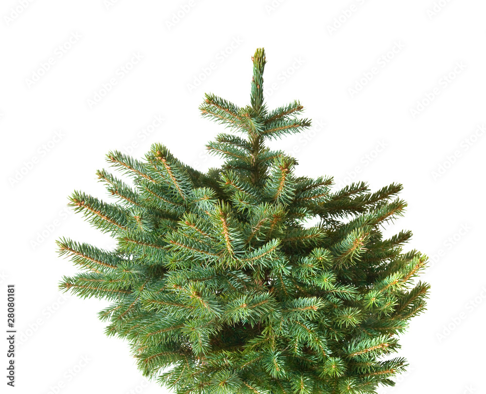 whole blue spruce christmals tree, undecorated