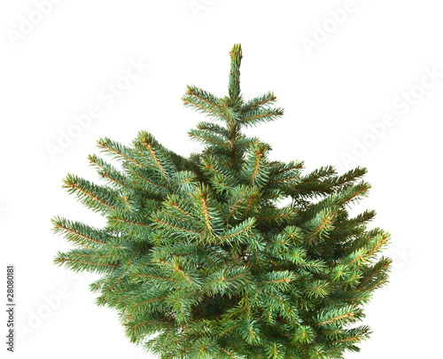 whole blue spruce christmals tree  undecorated