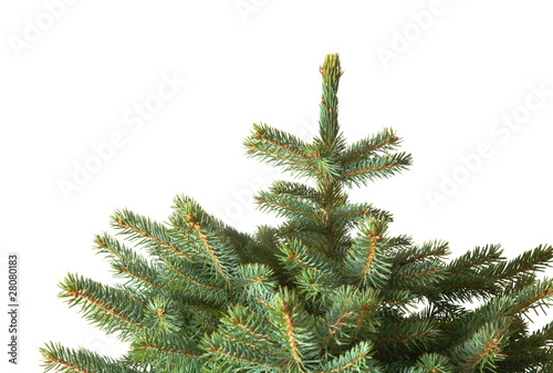 Foto top of small blue spruce christmals tree; undecorated