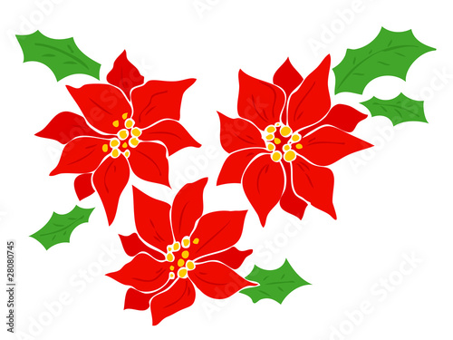 Poinsettia.