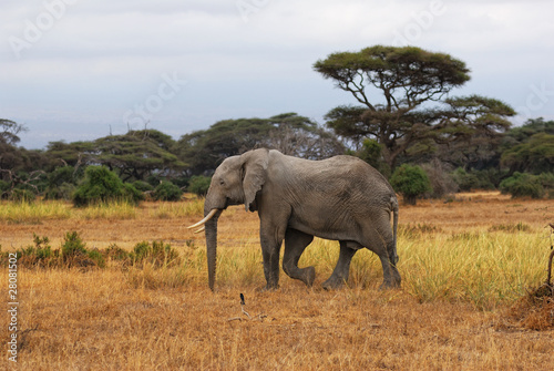 African elephant