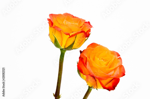 Two lipstick rose flowers isolated on white background.