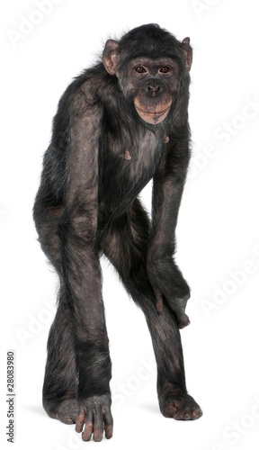 Mixed-Breed monkey between Chimpanzee and Bonobo, 8 years old, s