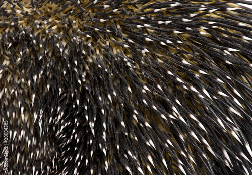 Close-up of Brazilian Porcupine quills, Coendou prehensilis