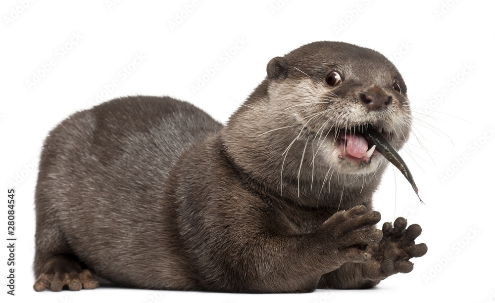 Oriental small-clawed otter, Amblonyx Cinereus, 5 years old - obrazy, fototapety, plakaty 