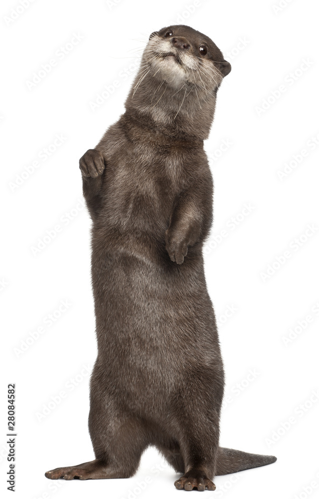 Oriental small-clawed otter, Amblonyx Cinereus, 5 years old Oriental small-clawed otter, Amblonyx Cinereus, 5 years old
