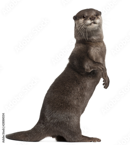 Oriental small-clawed otter, Amblonyx Cinereus, 5 years old