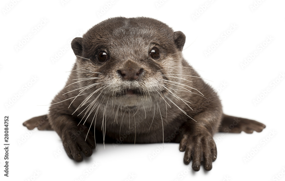 Oriental small-clawed otter, Amblonyx Cinereus, 5 years old - obrazy, fototapety, plakaty 