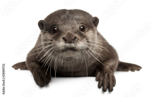 Oriental small-clawed otter, Amblonyx Cinereus, 5 years old