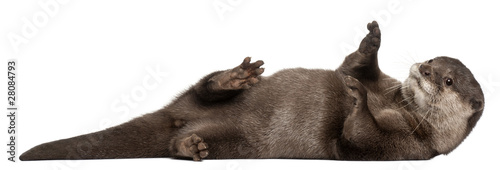 Oriental small-clawed otter, Amblonyx Cinereus, 5 years old