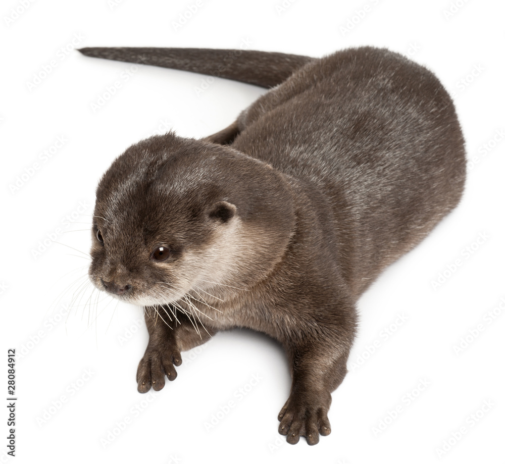 High angle view of Oriental small-clawed otter - obrazy, fototapety, plakaty 