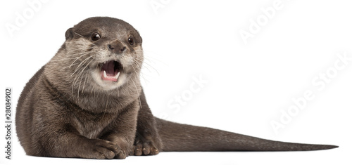 Oriental small-clawed otter, Amblonyx Cinereus, 5 years old photo