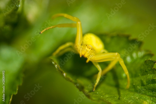 Obraz na płótnie Yellow crab spider on green background w salonie