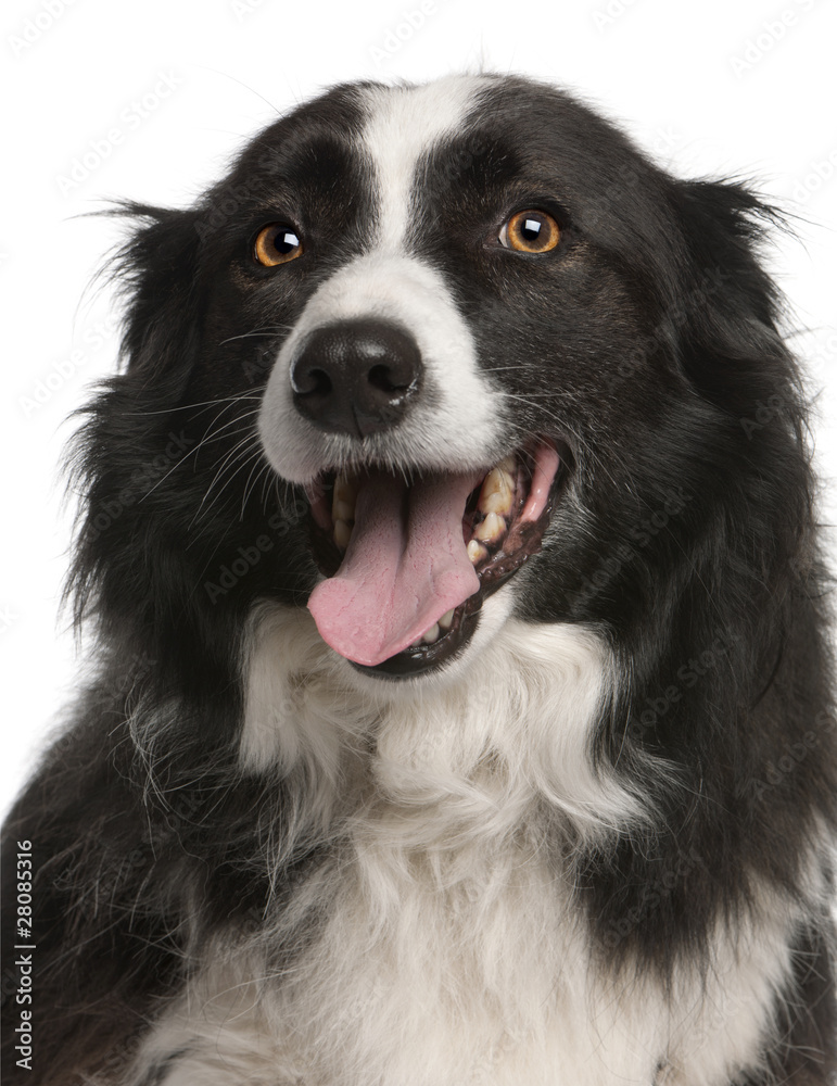 Close-up of Border Collie panting, 5 years old