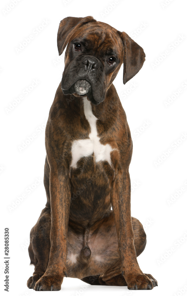 Boxer sitting in front of white background