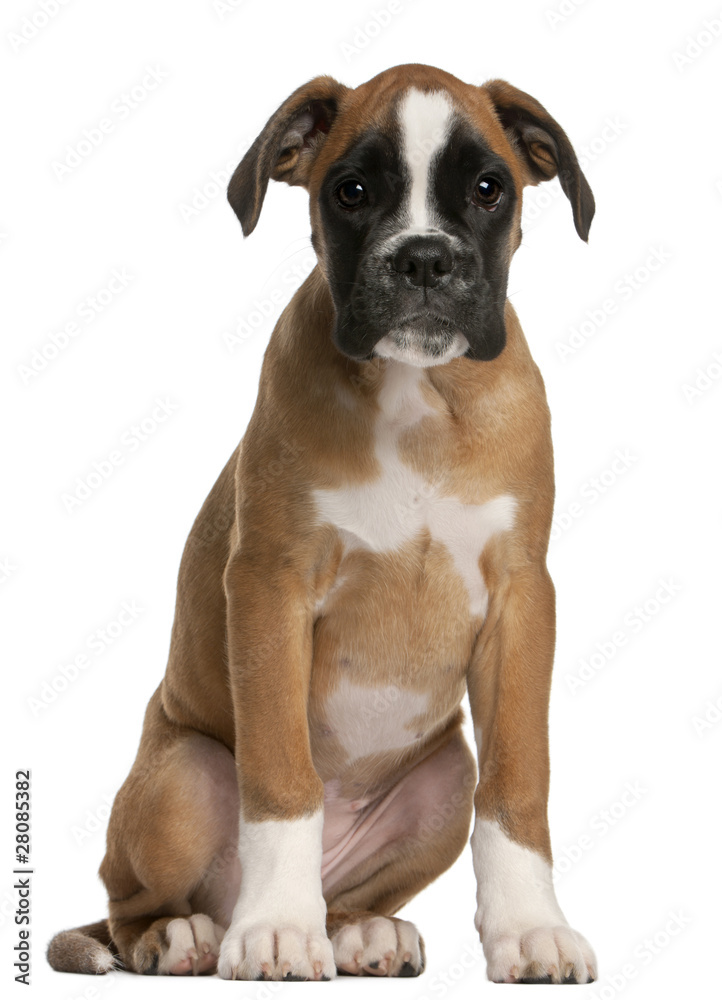 Boxer puppy, 3 months old, sitting in front of white background