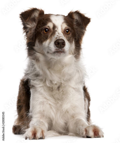 Border Collie, 8 months old, sitting © Eric Isselée