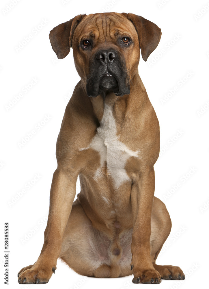 Cane Corso, 9 months old, sitting in front of white background