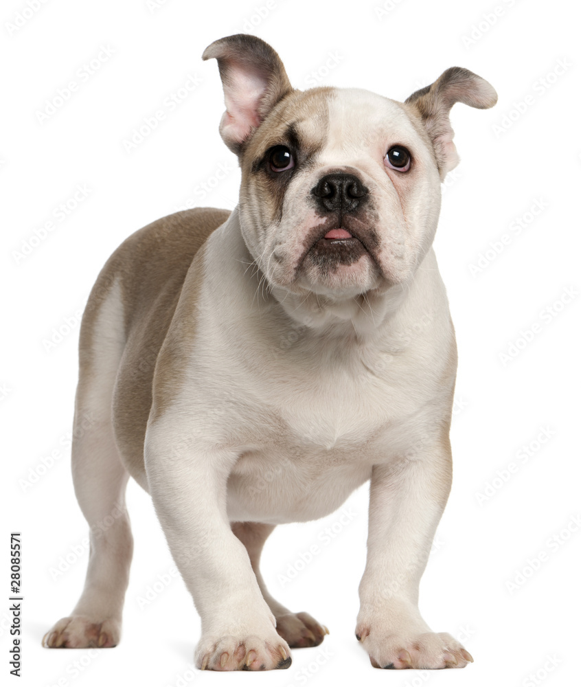 English bulldog, 4 months old, standing English bulldog, 4 months old, standing