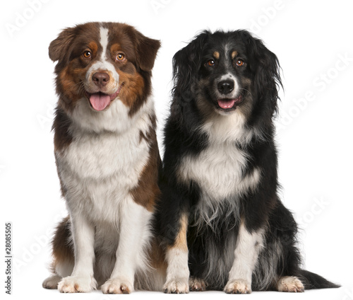 Australian Shepherd dogs, 3 years old and 18 months old, sitting