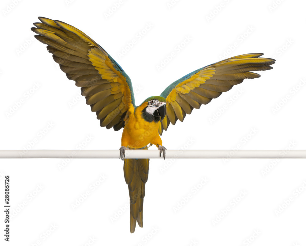Obraz premium Blue and Yellow Macaw, Ara Ararauna, perched and flapping wings