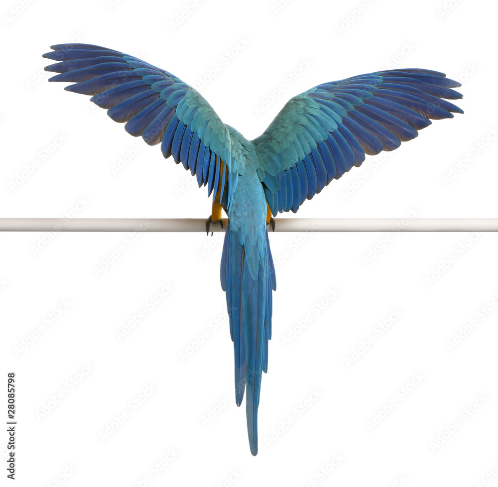 Naklejka premium Rear view of Blue and Yellow Macaw, Ara Ararauna, perched