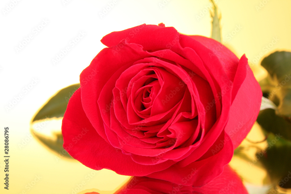 Fototapeta premium Red rose closeup on yellow background
