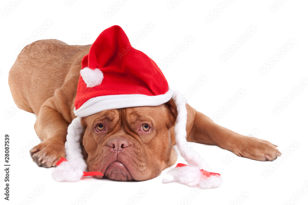 Christmas Dog