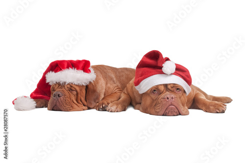 Dogs with Christmas hats © VitalyTitov