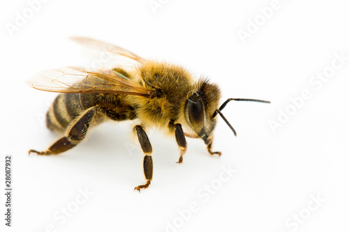 Isolated honeybee