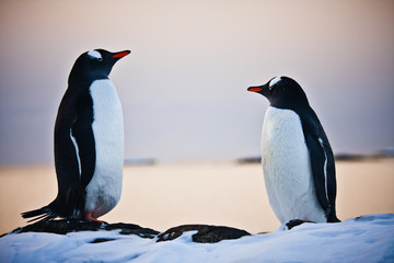 two identical penguins