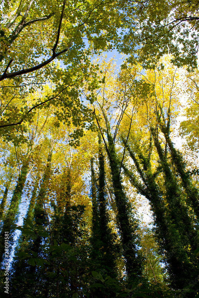 Obraz premium Looking Up