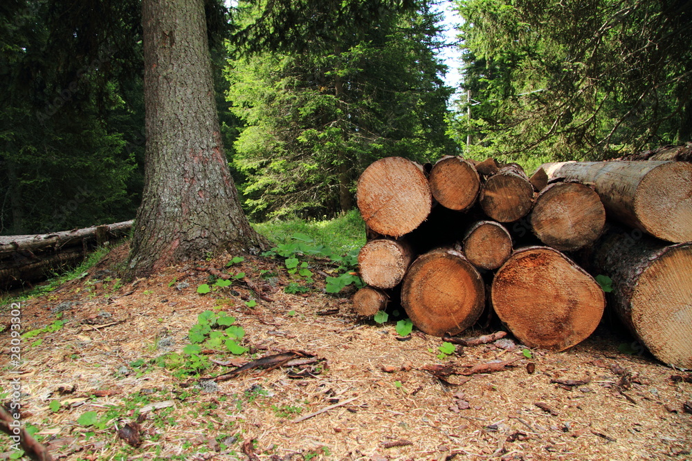 Timber of cut trees, reserve on Frataces plane Timber of cut trees, reserve on Frataces plane