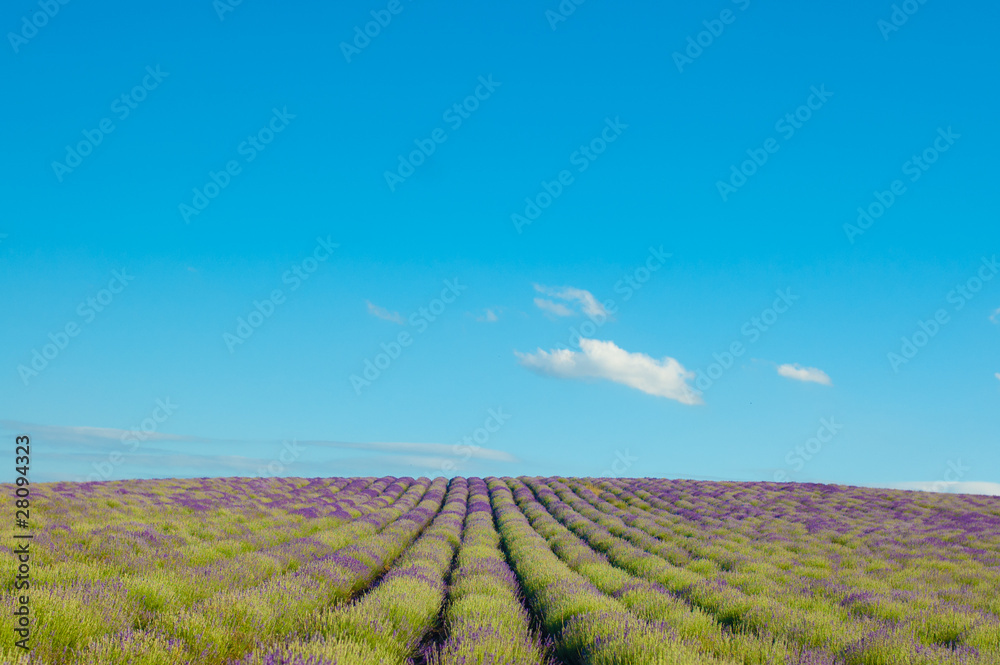 Landscape of lavender meadow