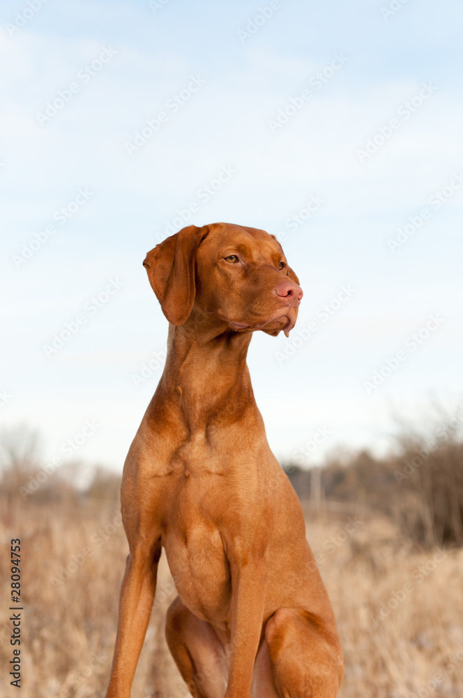 Portrait of a Sitting Vizsla Dog in Autumn