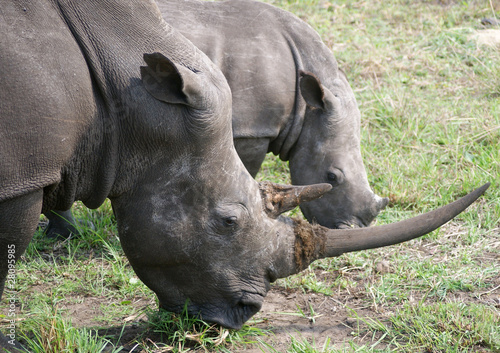 rinocerontes photo