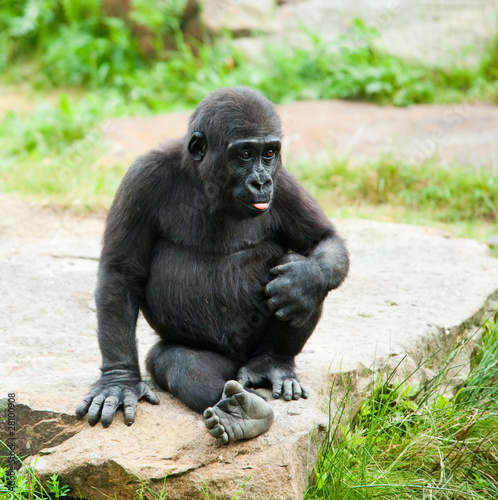 cute baby gorilla © Eric Gevaert