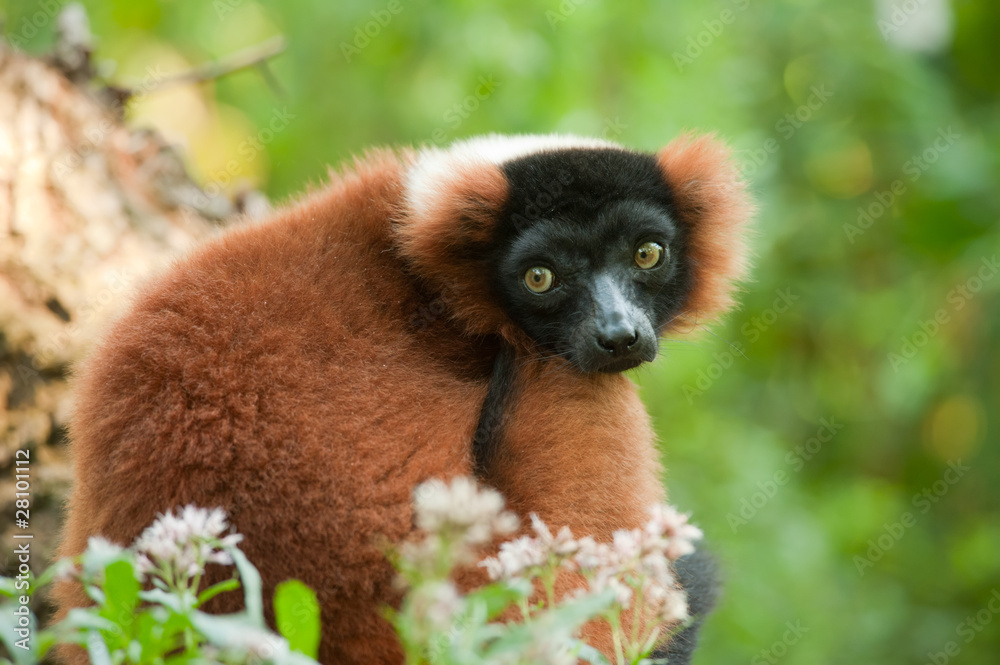 Obraz premium Beautiful red ruffed lemur