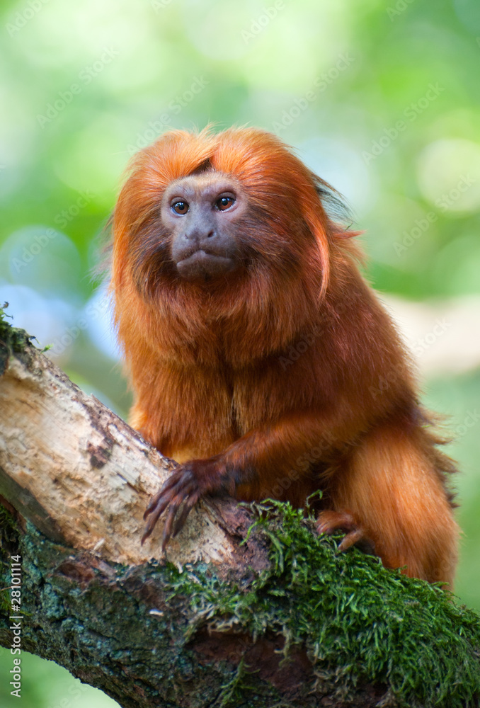 Obraz premium golden lion tamarin