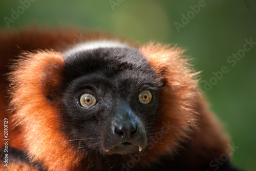 Beautiful red ruffed lemur