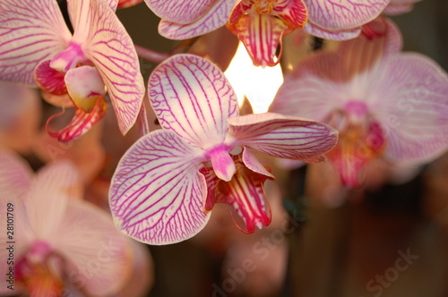 Orchidée blanche