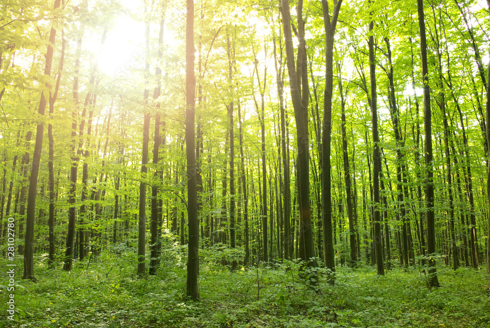 Forest Forest